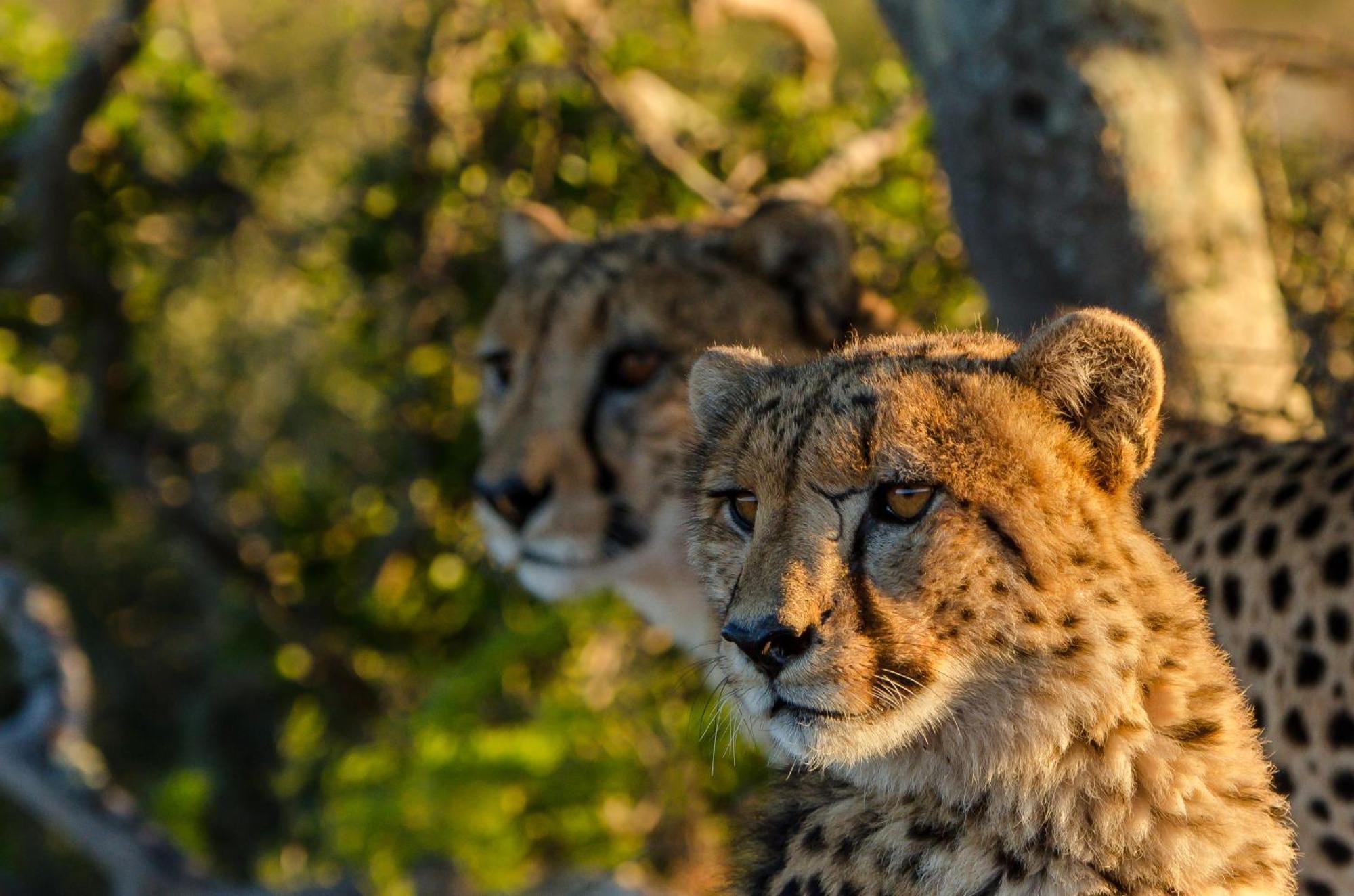 Kwandwe Private Game Reserve - Melton Manor Grahamstown Exterior photo