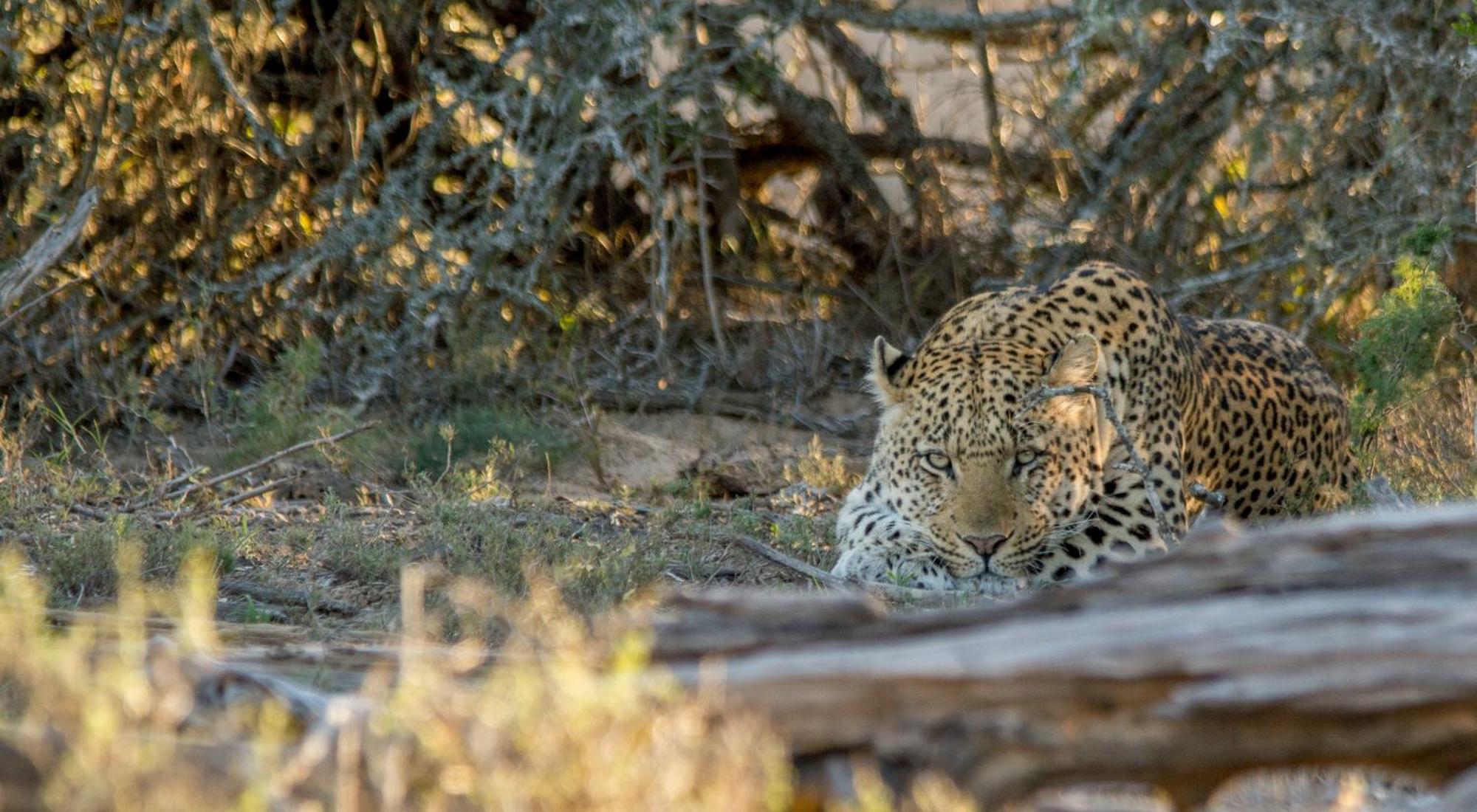 Kwandwe Private Game Reserve - Melton Manor Grahamstown Exterior photo
