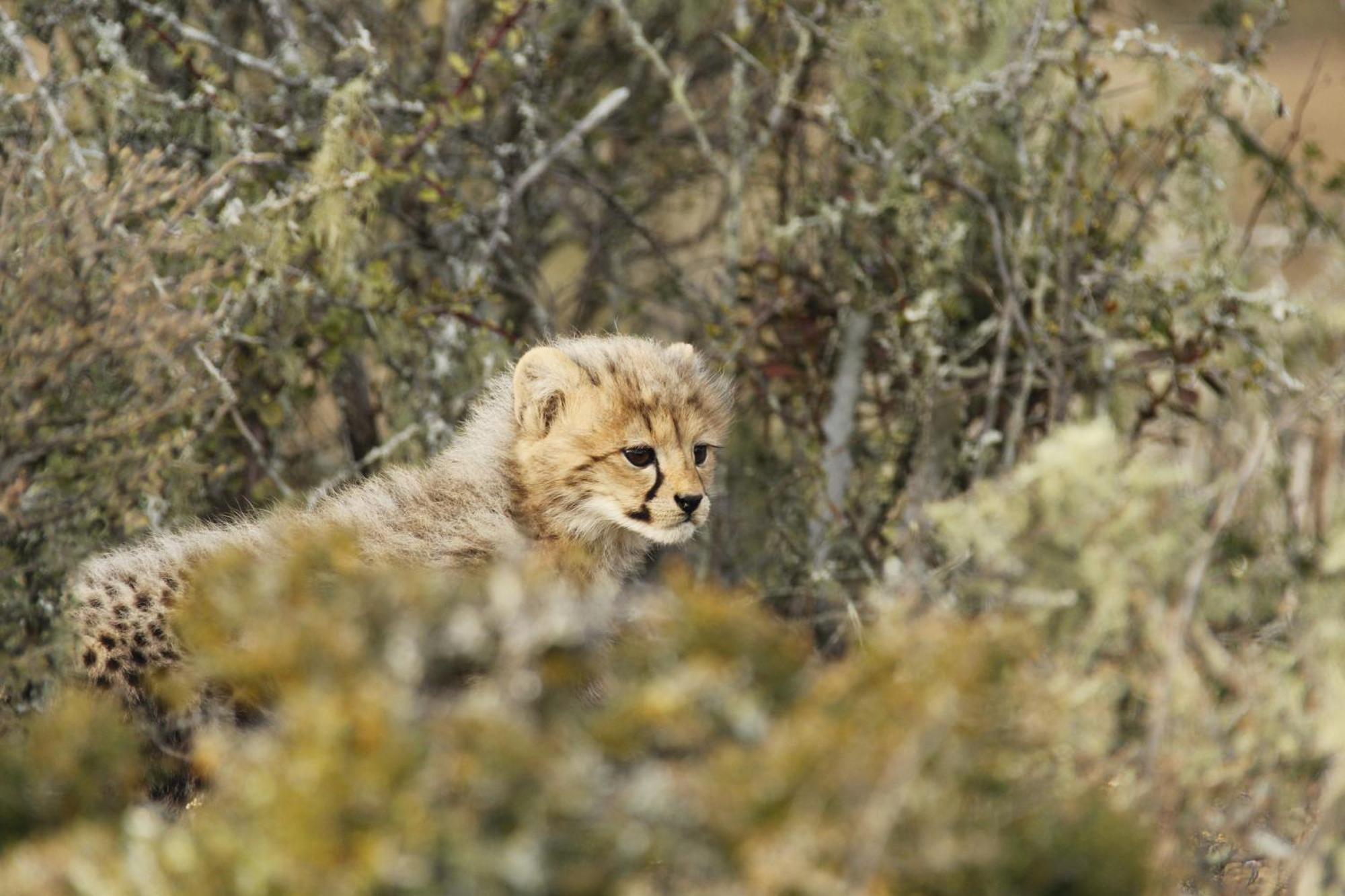 Kwandwe Private Game Reserve - Melton Manor Grahamstown Exterior photo