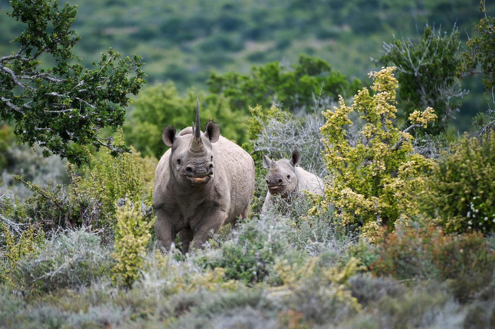 Kwandwe Private Game Reserve - Melton Manor Grahamstown Exterior photo