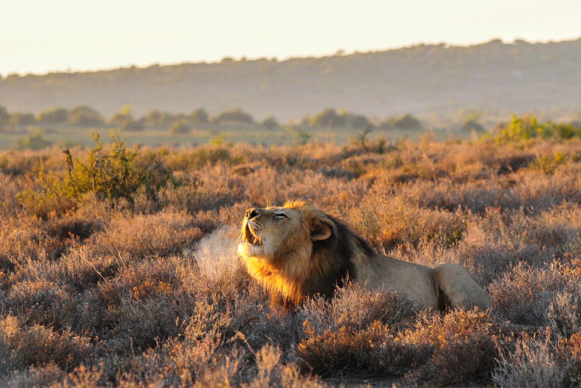 Kwandwe Private Game Reserve - Melton Manor Grahamstown Exterior photo