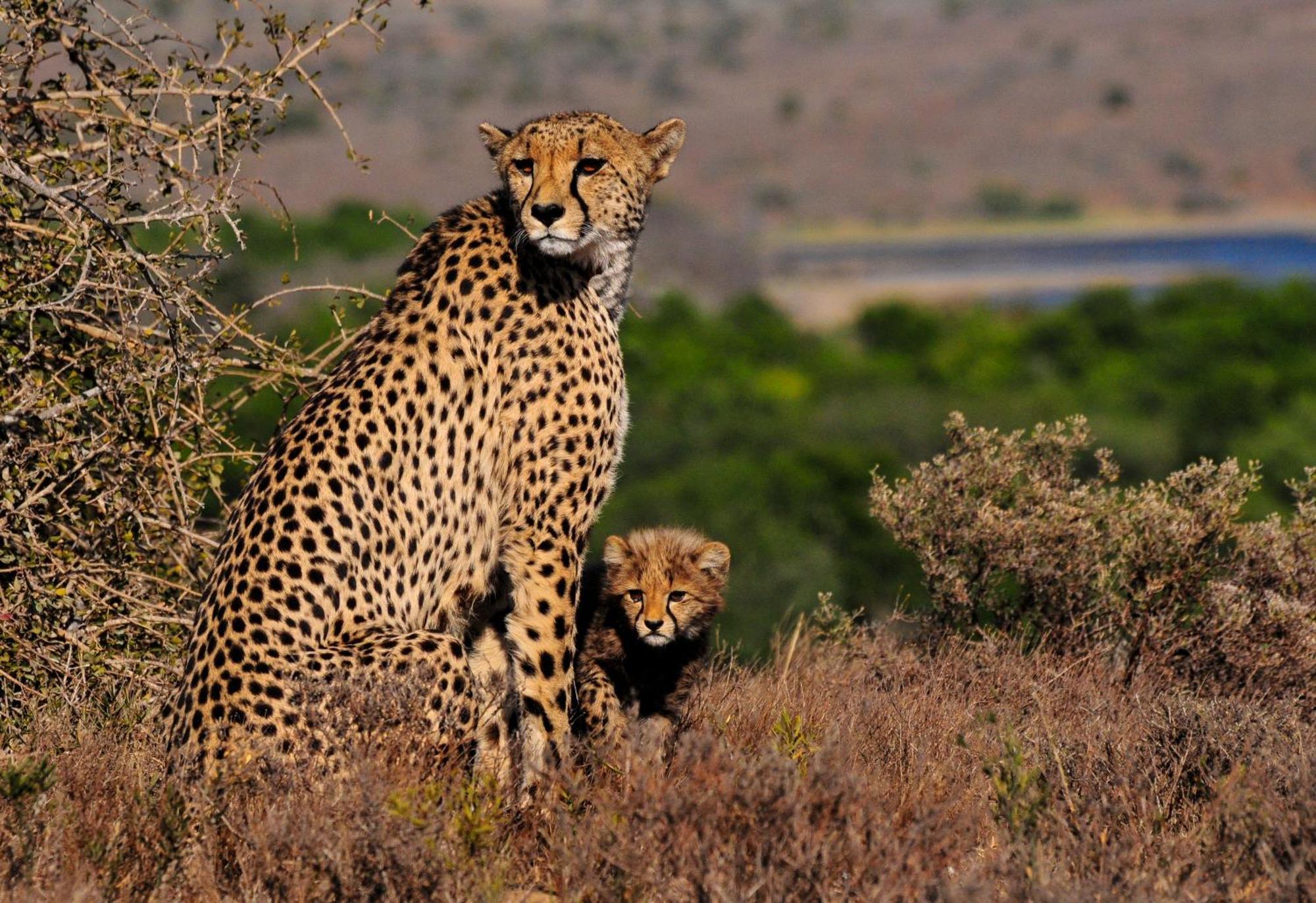 Kwandwe Private Game Reserve - Melton Manor Grahamstown Exterior photo